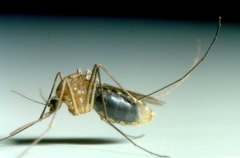 zanzara nostrana.jpg