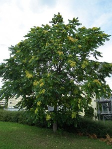 450px-Ailanthus_altissima_Götterbaum_HD